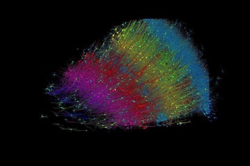 As diferentes cores marcam a profundidade dos neurônios, obtidas por meio dos algoritmos de IA, permitindo o mapeamento em três níveis -  (crédito:  Google Research e Laboratório Lichtman)