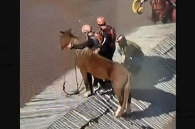 Resgate do cavalo caramelo -  (crédito: TV Globo/ reprodução)