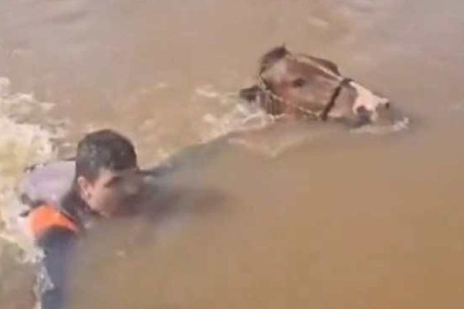 O resgate do cavalo foi feito em Canoas (RS), na segunda-feira (6/5) -  (crédito: Reprodução/Redes sociais)