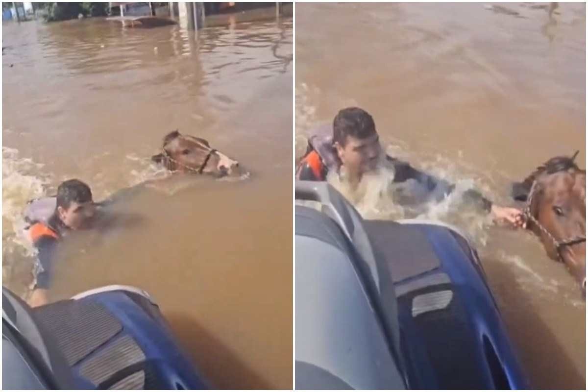 Cavalo submerso no RS é resgatado por vice-prefeito; veja vídeo