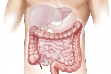 intestino -  (crédito: iStok/Divulgação)