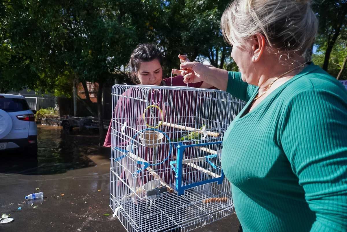 Animais são resgatados em áreas de inundação no RS