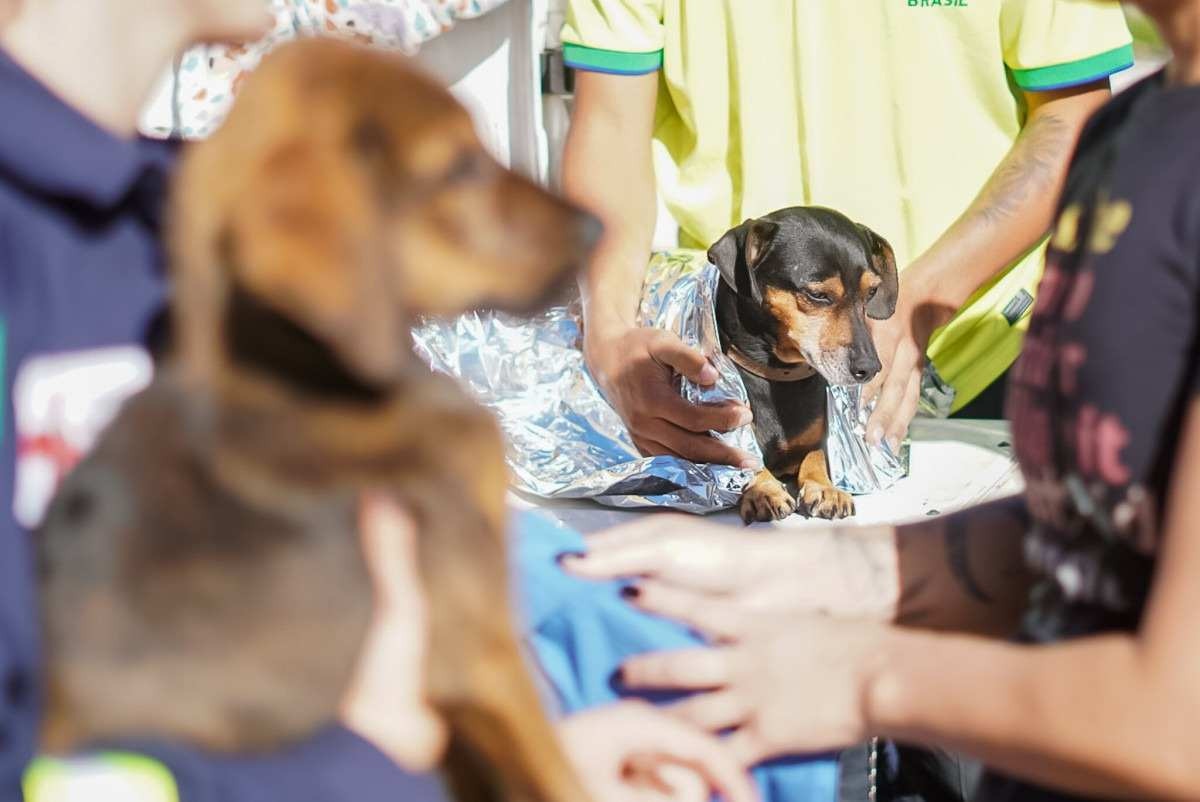 Além de Caramelo: os animais resgatados nas enchentes do RS