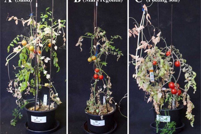 Plantas semeadas em três solos: areia (A), simulação do solo de Marte (B) e terra para vaso (C) 