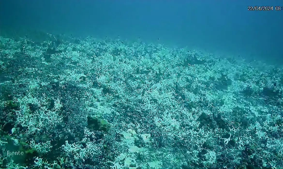 Os corais são invertebrados marinhos capazes de se alimentar sozinhos -  (crédito: Agência Brasil)