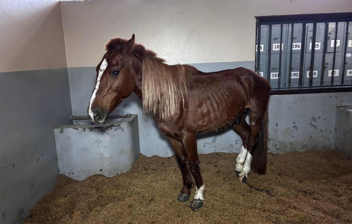 Fila de adoção do cavalo 'Caramelo', que ficou ilhado, tem mil  interessados