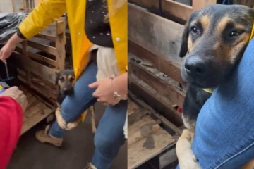 Vídeo: cão abraça voluntária em resgate no RS e viraliza em redes sociais - Reprodução / Redes Sociais