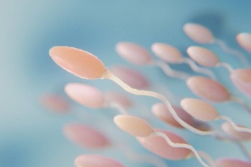 Só um dos mais de 300 milhões de espermatozoides que nadam alucinados para chegar ao óvulo consegue fecundá-lo -  (crédito: Freepik)