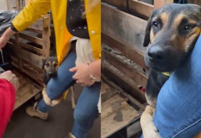 Cão resgatado das enchentes no RS que abraçou a perna de uma veterinária durante campanha emocionou voluntários -  (crédito: Reprodução / Redes Sociais)