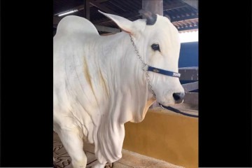Bezerra da vaca mais cara do mundo será leiloada para ajudar o RS - Reprodução/Instagram/@agropecuaria_napemo