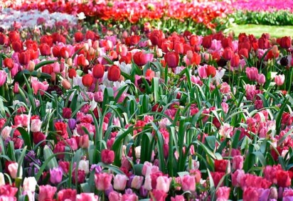 As tulipas são flores muito populares e bonitas, conhecidas por suas cores vibrantes e formas elegantes. Conheça tudo sobre elas nesta galeria do FLIPAR! -  (crédito: Imagem de Nicolas IZERN por Pixabay)