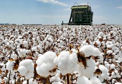 A produção de algodão do Brasil na safra 2024/25 está prevista para atingir o recorde de 16,7 milhões de fardos de 218 kg  (480 libras). -  (crédito: Divulgação )