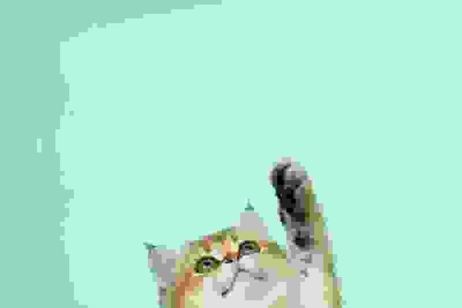 A SUF é uma síndrome extremamente comum nos felinos, e é importante que o tratamento 
seja feito rapidamente após os primeiros sinais 