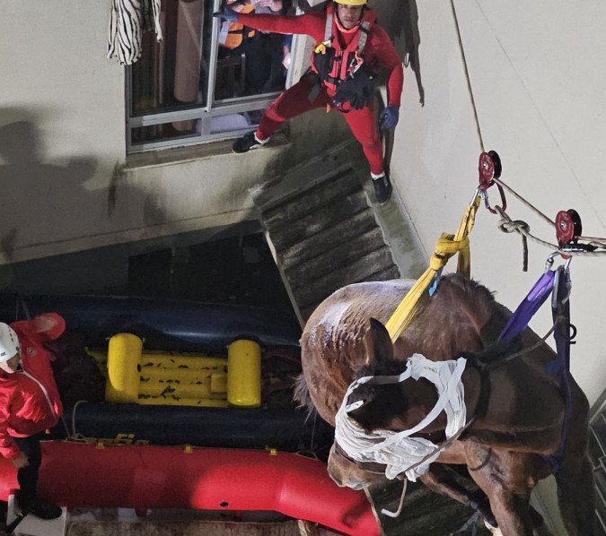 Égua é resgatada de prédio em São Leopoldo -  (crédito: CBMDF/ reprodução)