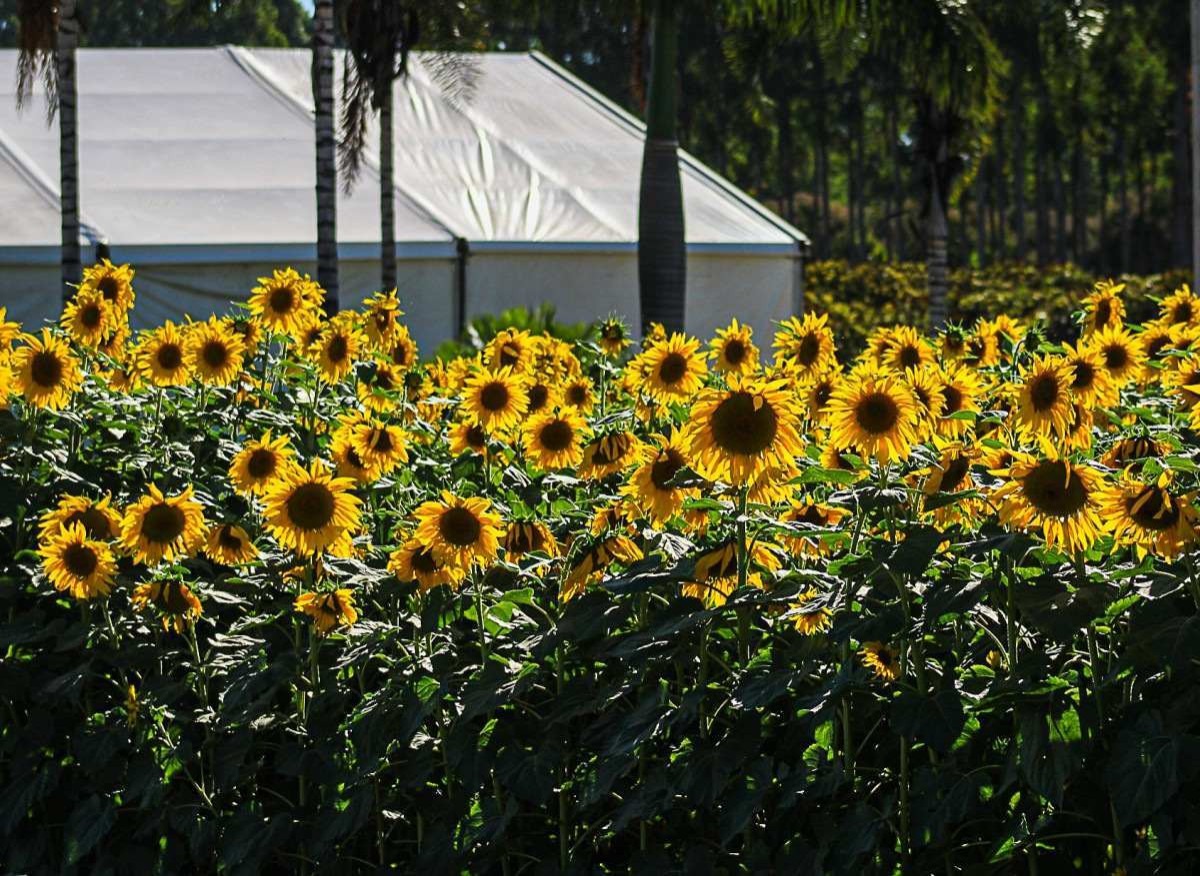 Todos os anos, a organização da AgroBrasília planta cerca de 2 hectares das flores às margens da BR e dentro do parque onde é realizado o tradicional evento do agronegócio 
