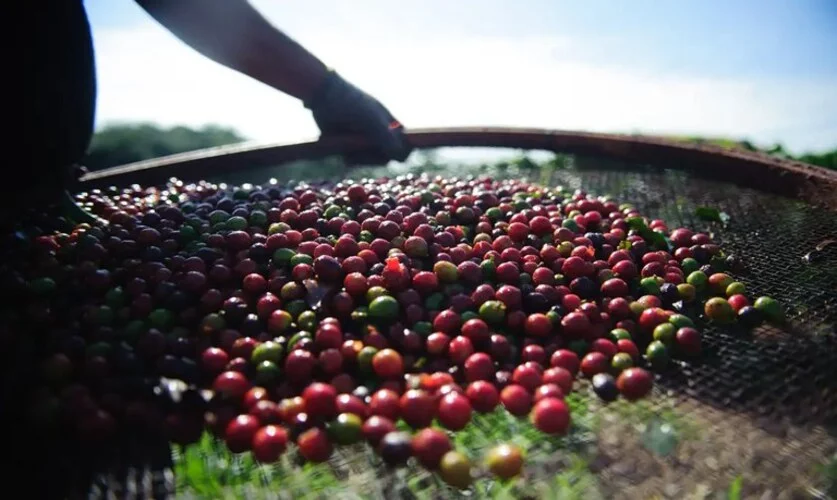 Os produtores estão em época de colheita de café no Brasil. A expectativa é de excelente safra em 2024.  Segundo a Companhia Nacional de Abastecimento (Conab), há uma projeção de 58 milhões de sacas de café - um aumento de 5,5% em relação à quantidade em 2023. -  (crédito: Marcelo Camargo - Agência Brasil )
