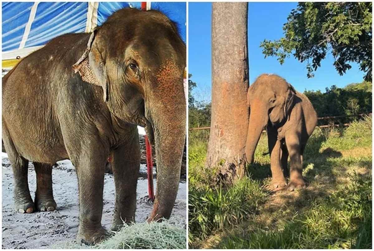 Elefanta de 52 anos morre por eutanásia após deitar e não conseguir levantar