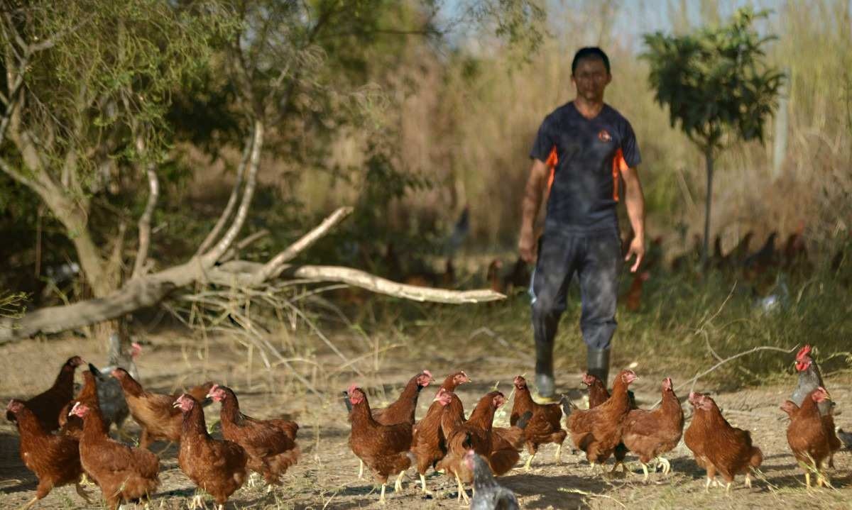  Sidneo Pereira é o responsável pelas aves criadas no pasto, ao ar livre. Produtor garante que não usa antibióticos ou indutor de crescimento