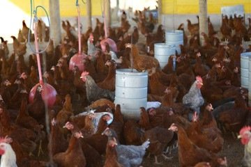 Importações da China representaram 10,4% do total exportado pelo Brasil entre janeiro e maio, gerando uma receita de US$ 545,8 milhões -  (crédito:  Ed Alves/CB/DA.Press)