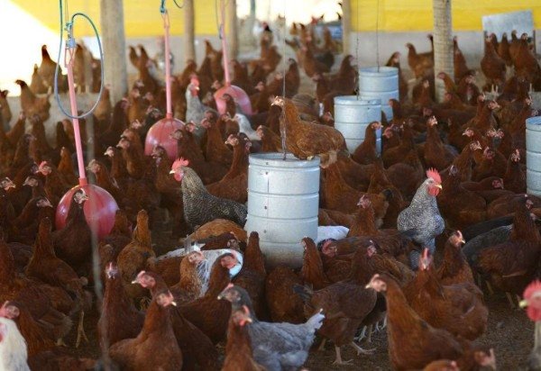 Ed Alves/CB/DA.Press