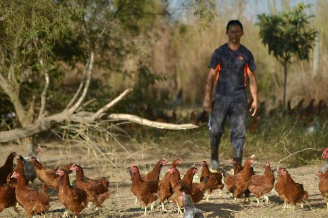  Sidneo Pereira é o responsável pelas aves criadas no pasto, ao ar livre. Produtor garante que não usa antibióticos ou indutor de crescimento -  (crédito:  Ed Alves/CB/DA.Press)