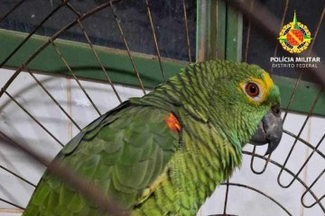 O papagaio verdadeiro foi apreendido pela Batalhão de Polícia Militar Ambiental (BPMA), dentro de um carro na DF 180, KM 30 -  (crédito: PMDF)