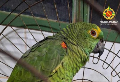 O papagaio verdadeiro foi apreendido pela Batalhão de Polícia Militar Ambiental (BPMA), dentro de um carro na DF 180, KM 30 -  (crédito: PMDF)