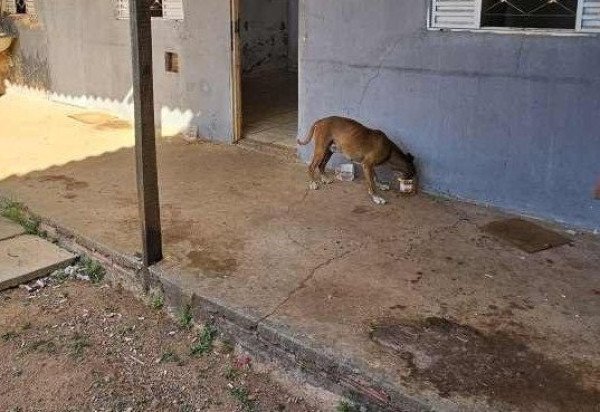 Os dois cachorros foram resgatados na sexta-feira (17/5) e encaminhados para o veterinário. Agora, aguardam adoção em um lar temporário -  (crédito: PCDF)