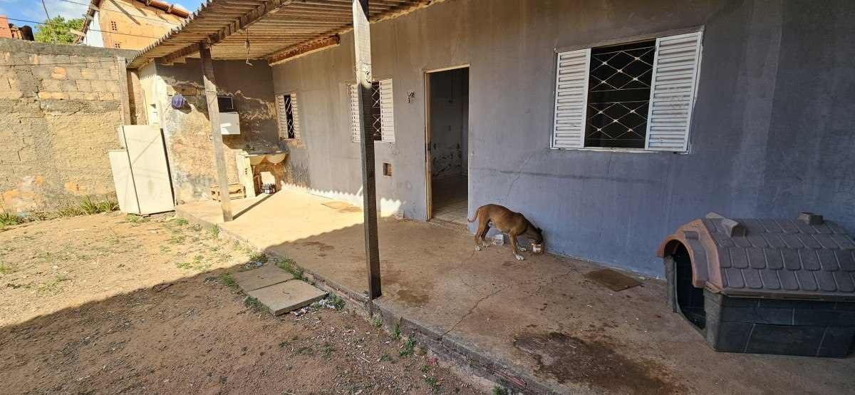 Cachorros abandonados há 30 dias são resgatados em Planaltina