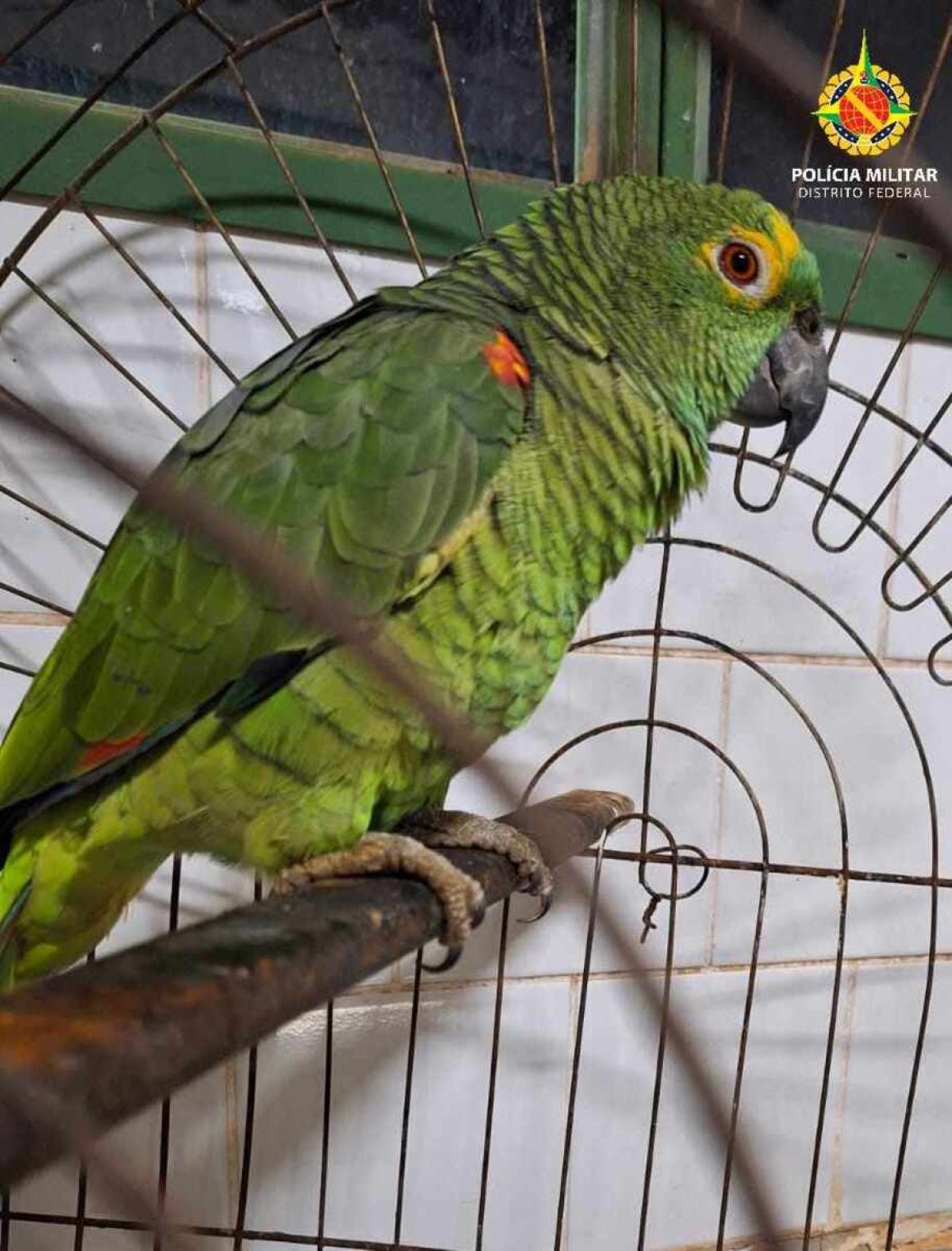 Crime ambiental: Papagaio Amazona aestiva é resgatado na DF-180