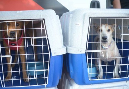 Mais de 30 animais resgatados no Rio Grande do Sul serão recebidos em Brasília. Os pets foram adotados e serão levados para algumas famílias do DF, em parceria com ONGs e protetores -  (crédito:  Ed Alves/CB/DA.Press)