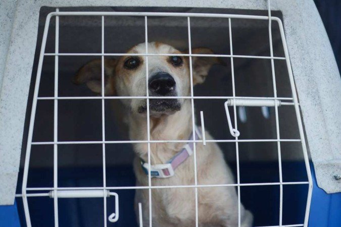 A expectativa é que, na próxima semana, chegue mais uma leva de animais no DF