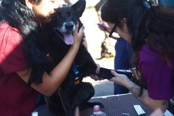 Os animais, que chegaram vacinados e vermifugados, também realizaram exames de sangue     