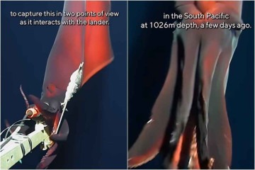 A lula com anzol de águas profundas é uma das maiores lulas -  (crédito: Reprodução/Youtube)