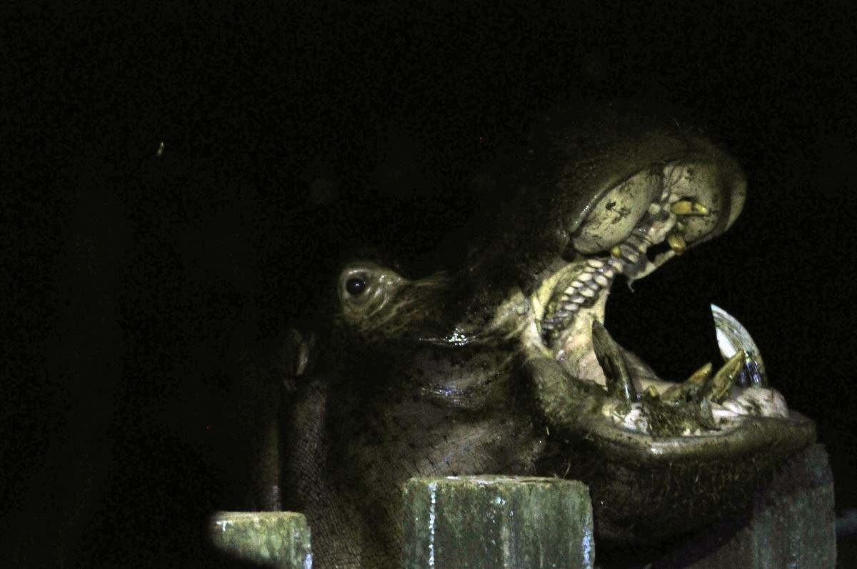 Hipopótamo demontra que aprendeu os comandos ensinados pelos tratadores do zoo