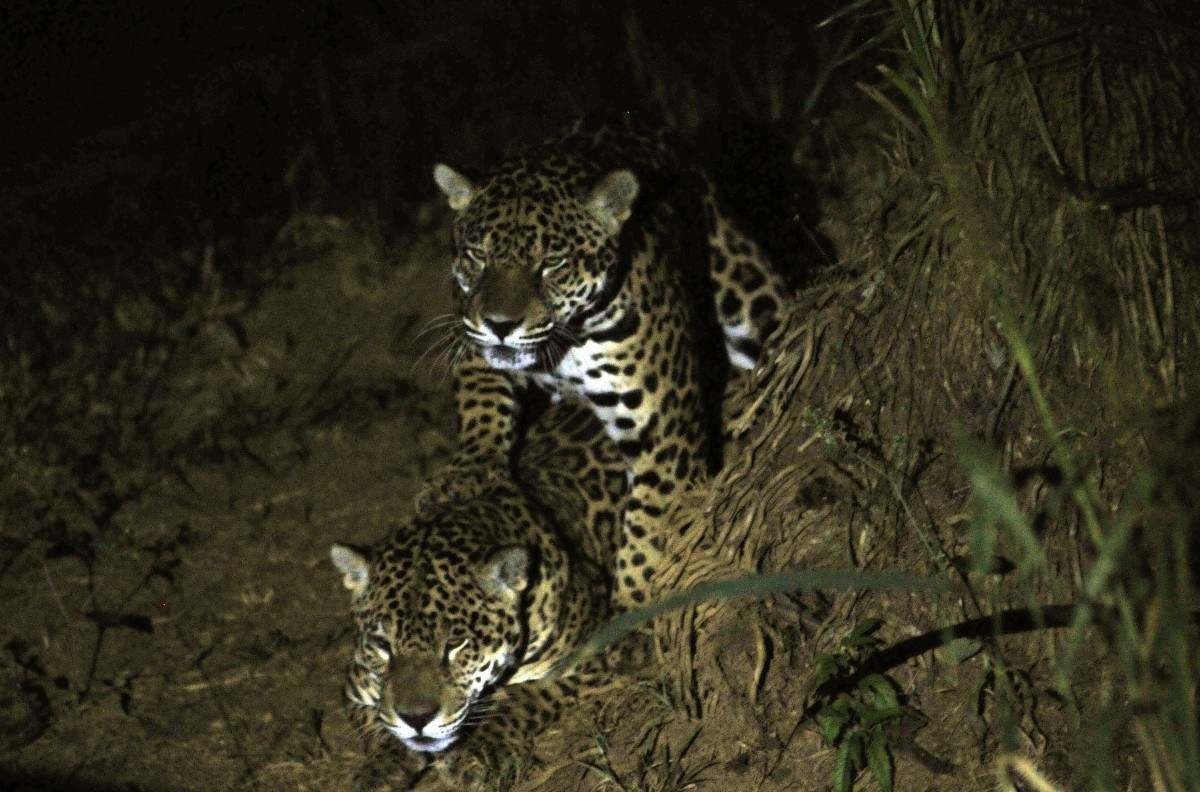 Zoo de Brasília atrai interessados em conhecer hábitos noturnos dos bichos