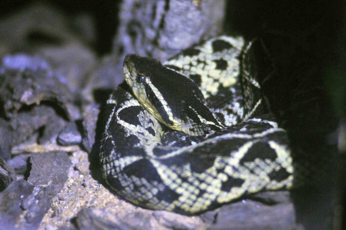 A jararacuçu é uma das cobras que os visitantes conseguem ver no passeio noturno do zoo    