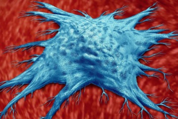 À medida que envelhecemos, nosso corpo não é mais tão eficaz na eliminação de células disfuncionais -  (crédito: Getty Images)