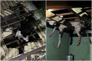 O boi pulou a cerca e acabou caindo na telha da garagem -  (crédito: Divulgação/Corpo de Bombeiros de Santa Catarina)