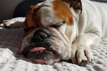 Das 2.544 vagas, serão 1.296 para cães — distribuídas igualmente entre machos e fêmeas — e 1.248 para gatos — também com metade para machos e metade para fêmeas -  (crédito: Reprodução/Unsplash/@luna_and_boo)