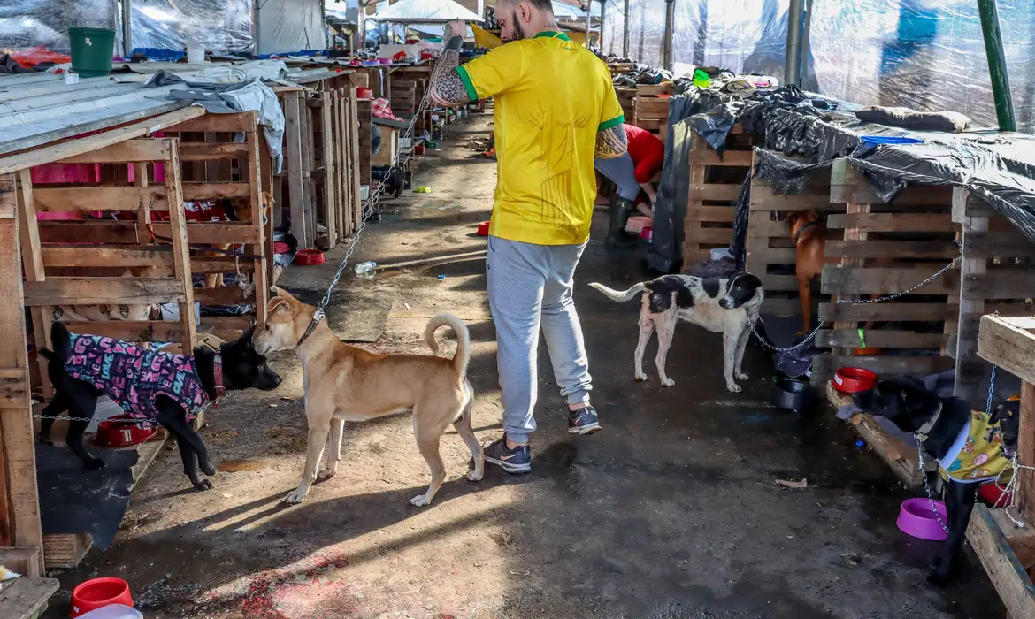 Animais domésticos continuam sendo resgatados de áreas alagadas no RS -  (crédito: EBC)