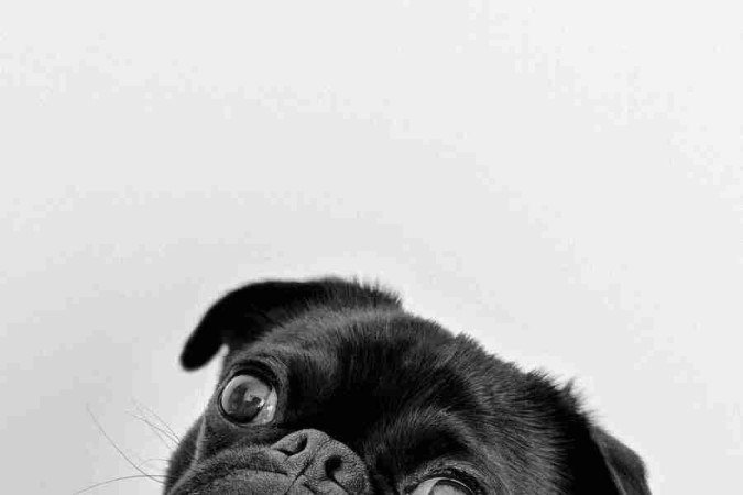 Os cães  da raça pug são pequenos e possuem o focinho bem achatado