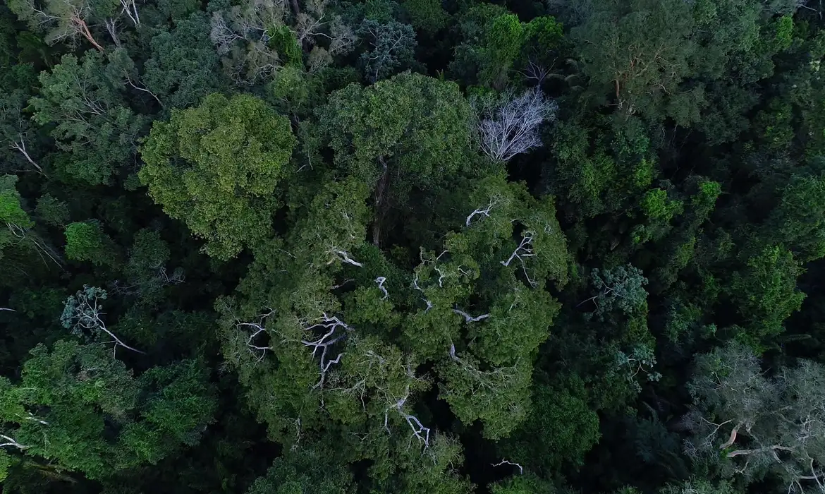 BNDES anuncia entidades escolhidas para recuperar floresta amazônica -  (crédito: EBC)