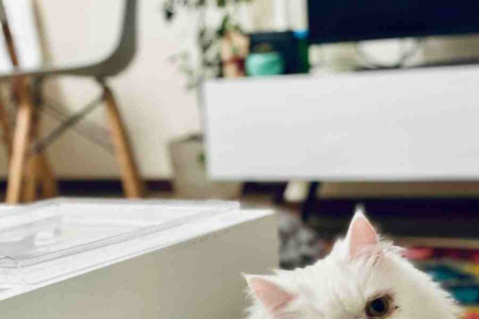 O gato persa é exemplo conhecido de felino braquicefálico