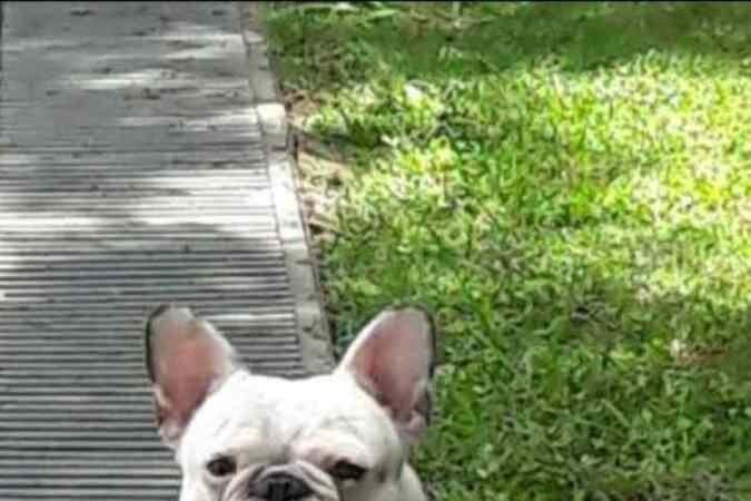 Zeca, buldogue frânces de Thyago