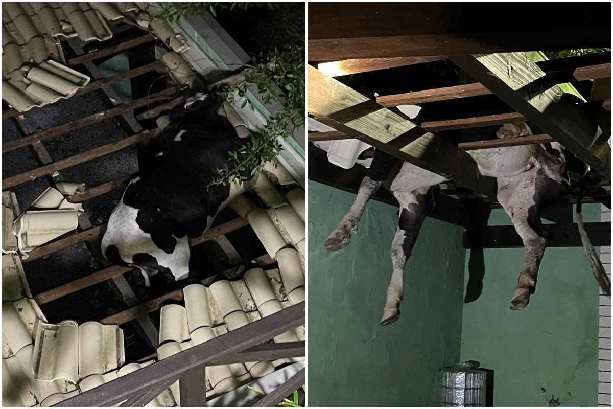 Vídeo: Boi fica pendurado em telhado de Santa Catarina