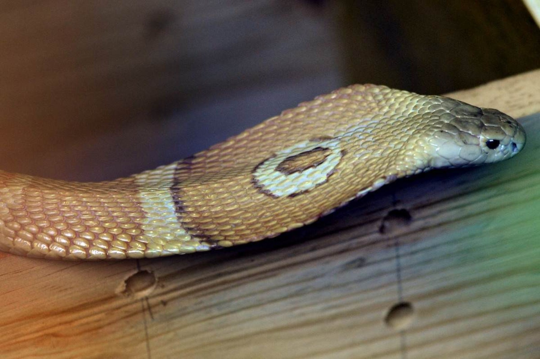 Cobra do Butantan que estava desaparecida é encontrada