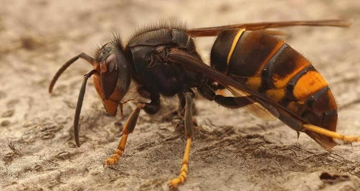 Conheça a vespa asiática que colocou o Reino Unido em alerta