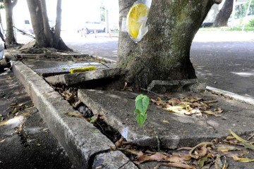 Raízes de árvores rompem o concreto contribuindo para o surgimento de rachaduras na calçada da 304 Sul -  (crédito: Fotos: Marcelo Ferreira/CB/D.A Press)