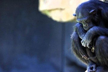 Chimpanzé em zoo da Espanha se recusa a soltar filhote que morreu há três meses